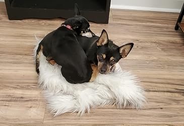 Softest rug you will ever take a nap on!