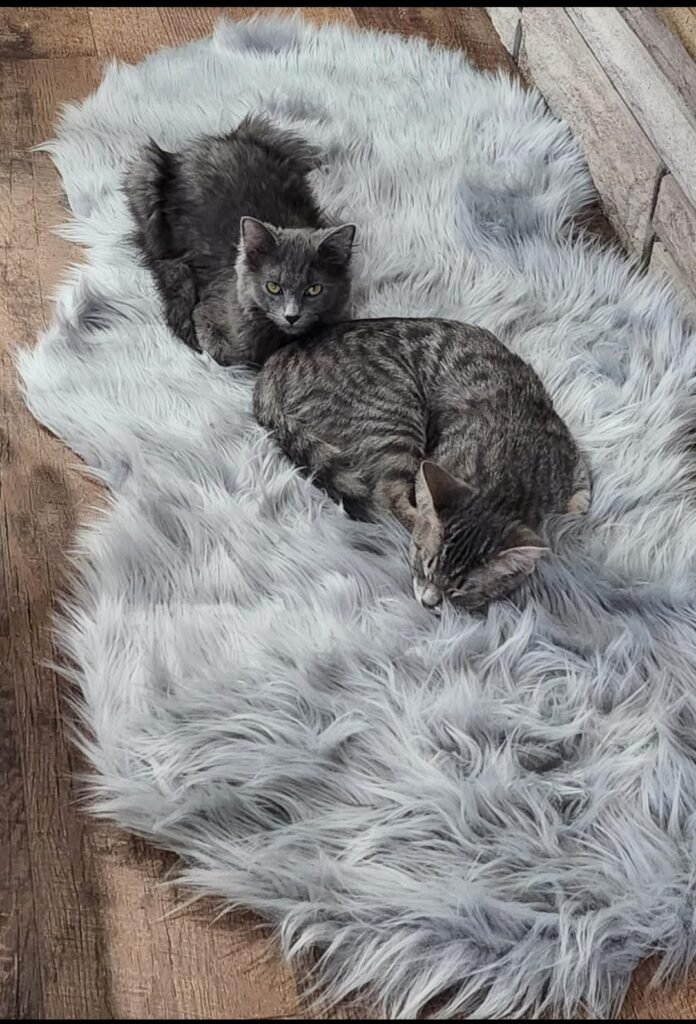 Rug